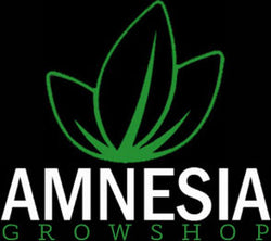 Amnesia.lt