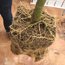 MycoTerra Kraken 114g, 226g, 454g / granulės