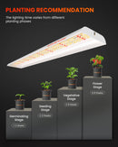 Spider Farmer SF600 74 W LED / auginimo lempa – galerijos nuotrauka 5